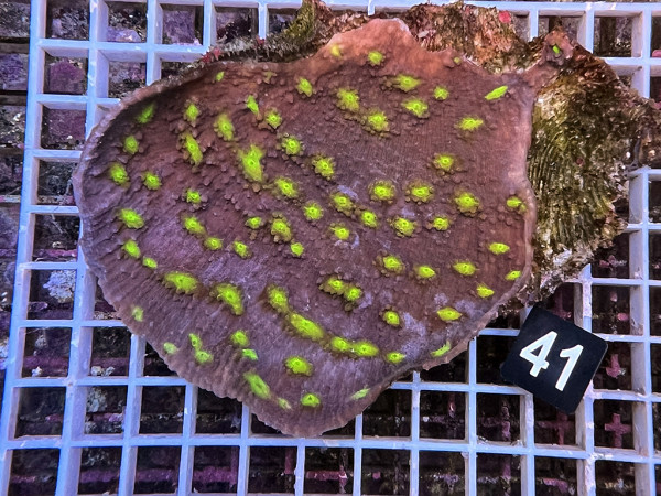 Echinophyllia spec. - Chalice (41)