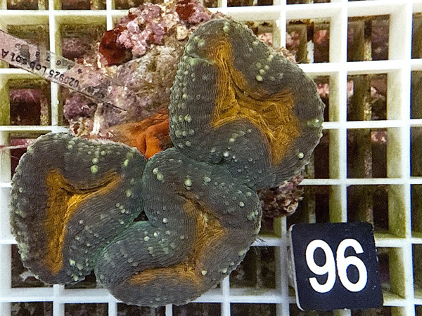 Lobophyllia spec. - Hirnkoralle ultra (96)