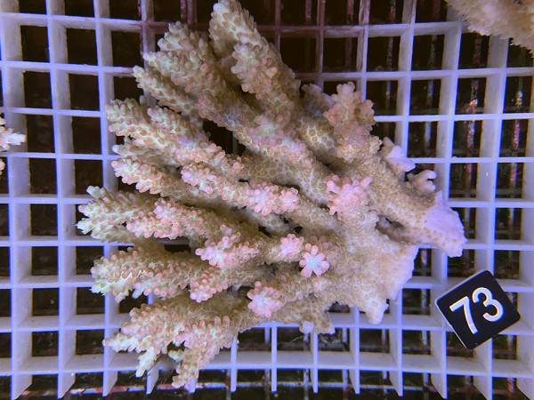Acropora microlados - Strawberry shortcake (73)