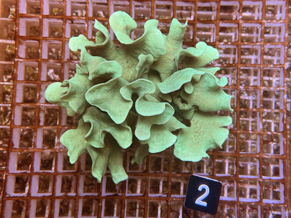 Pavona cactus - Salatkoralle (2)