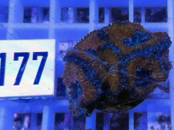 Acanthastrea spec. Frag (177)