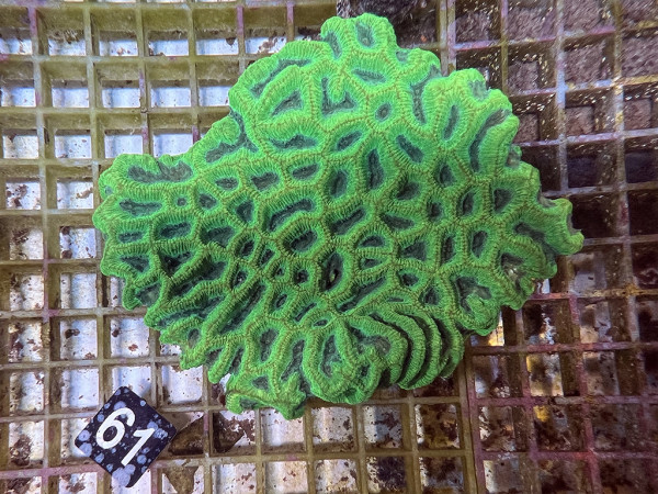 Goniastrea spec. (61)