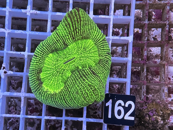 Trachyphyllia geoffroyi neon green (162)