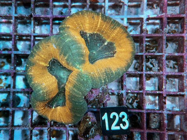 Lobophyllia spec. - Hirnkoralle ultra (123)