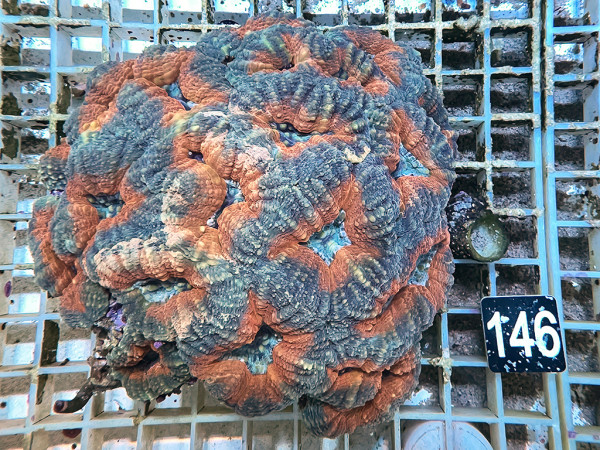 Lobophyllia spec. - Hirnkoralle ultra (146)