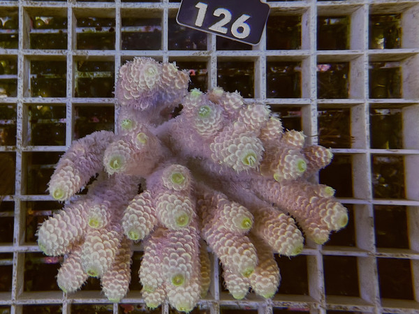 Acropora sp. ultra (126)