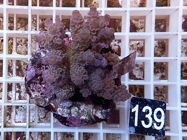 Acropora sp. (139)