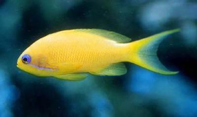 Pseudanthias squamipinnis - Juwelen-Fahnenbarsch, Männchen