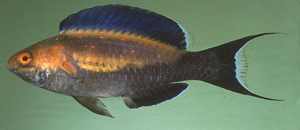 Cirrhilabrus lunatus - Sichelschwanz-Zwerglippfisch, Männchen