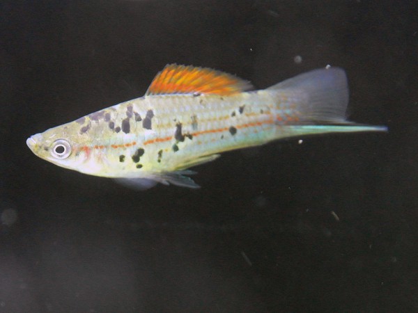 Xiphophorus helleri - Guentheri Rio Atoyac