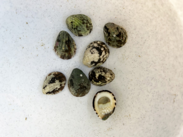 Nerita sp. - Algenschnecke