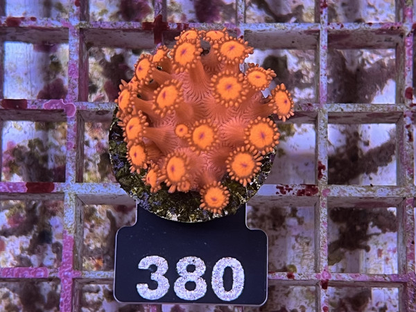 Goniopora spec. - Margeritenkoralle, rot Frag (380)