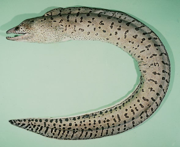 Gymnothorax fimbriatus - Gelbkopf-Muräne