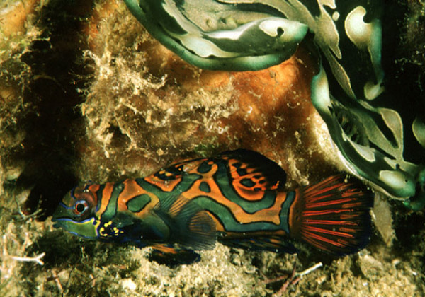 Synchiropus splendidus - Mandarinfisch