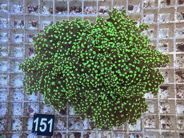 Euphyllia yaeyamaensis neon green (151)