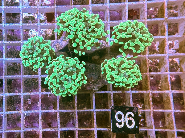 Euphyllia paraancora (96)