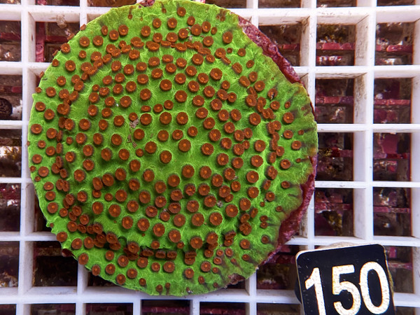 Cyphastrea spec. - Cyphastrea Meteor Shower (150)