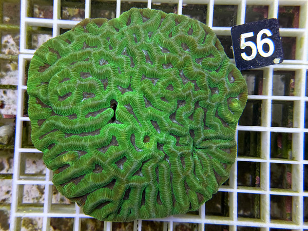 Platygyra spec. (56)