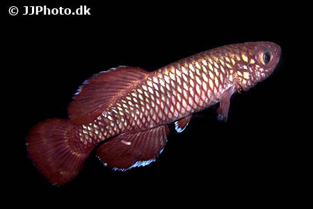 Nothobranchius korthausae - Prachtkillifisch, rot
