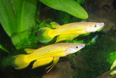 Aplocheilus lineatus - Streifenhechtling