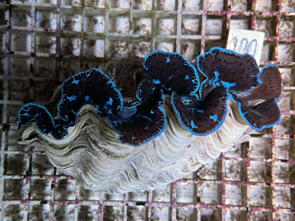 Tridacna maxima blau ca.15 cm (100)