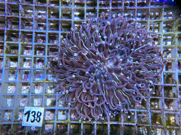 Heliofungia actiniformis - Anemonen-Pilzkoralle (138)