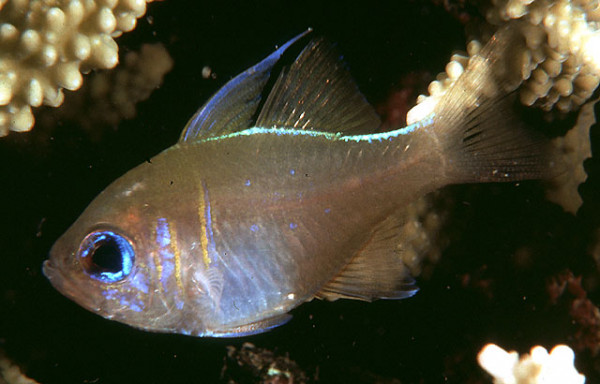 Zoramia leptacanthus - Fadenflossen-Kardinalbarsch