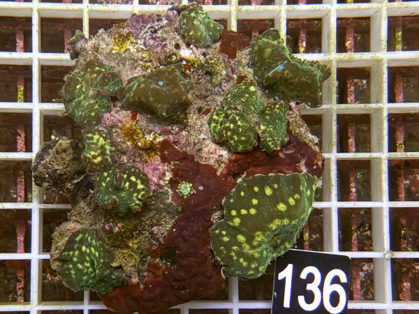Discosoma spec. - Scheibenanemonen (136)