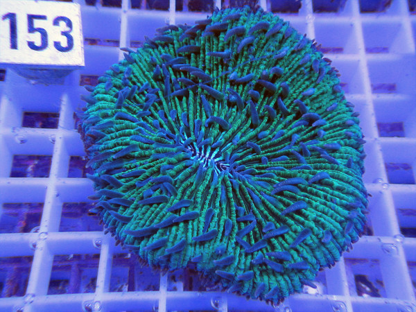 Fungia spec. green (153)