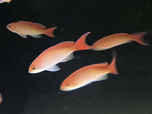 Pseudanthias cooperi - Flammenfahnenbarsch