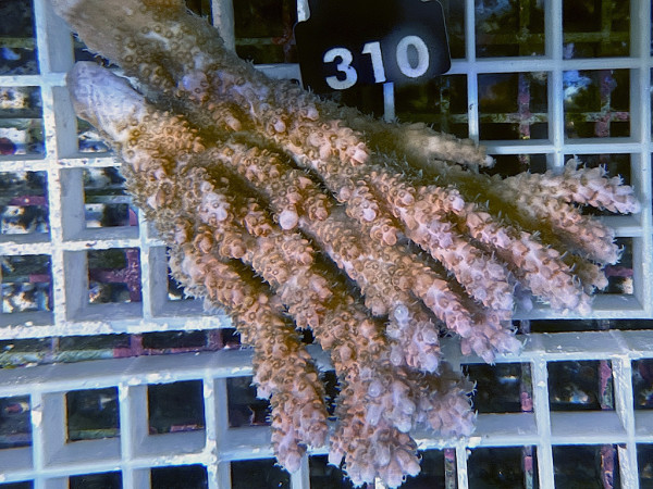 Acropora sp. ultra (310)