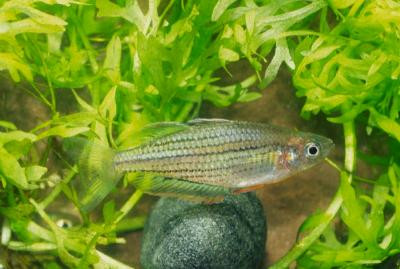 Melanotaenia maccullochi - Zwergregenbogenfisch