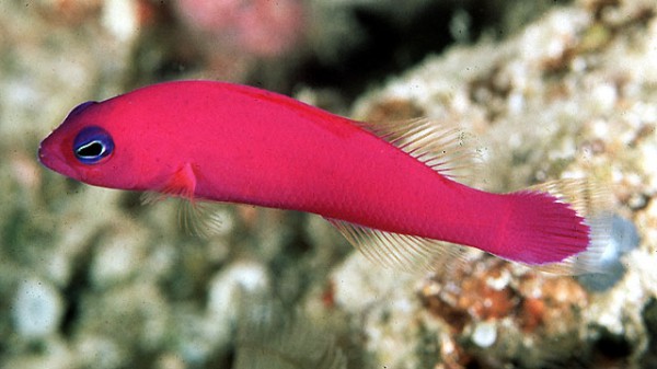 Pictichromis porphyrea - Porphyr-Zwergbarsch