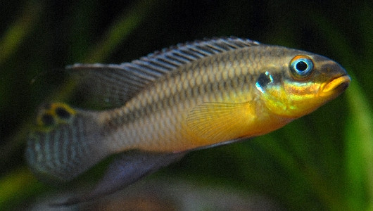 Pelvicachromis taeniatus - Smaragdprachtbarsch, Dehane