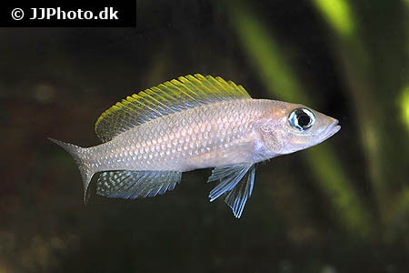 Neolamprologus caudopunctatus - F1