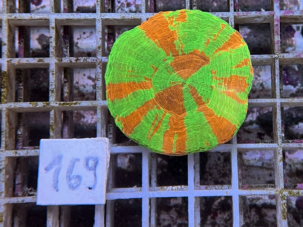 Scolymia australis - Scolymia australis ultra (169)