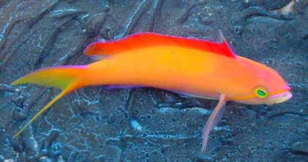 Pseudanthias dispar - Pazifischer Flammenfahnenbarsch