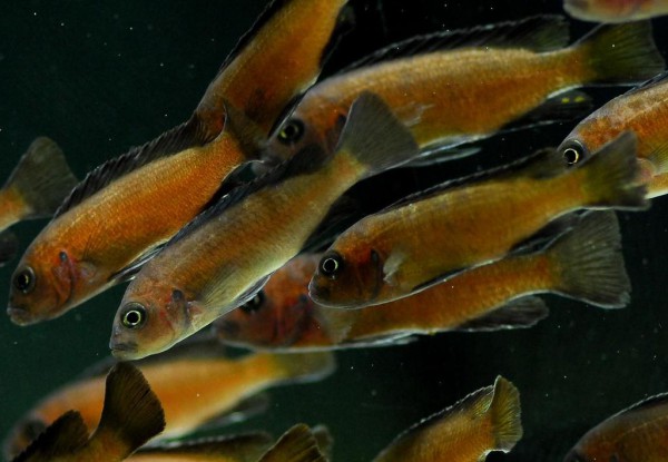 Pseudotropheus sp. - Elongatus Usisya Mara Rocks 4-5 cm