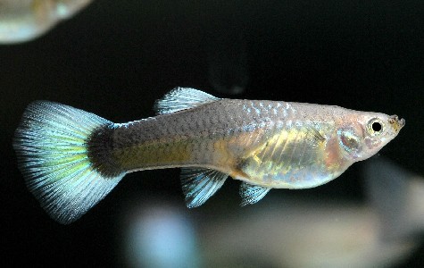 Poecilia reticulata - Guppy Weibchen Mix