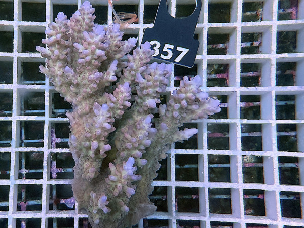 Acropora sp. ultra (357)
