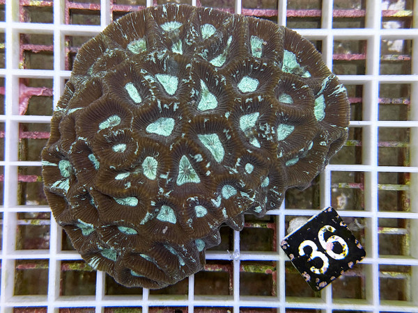 Favites spec. - Favites ultra (36)