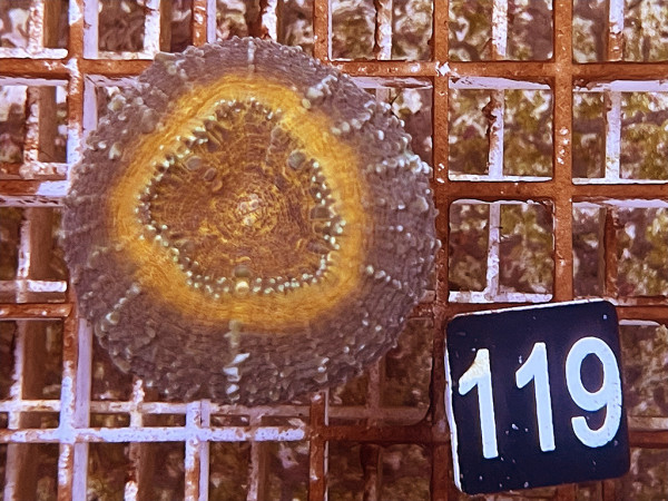 Lobophyllia spec. - Hirnkoralle ultra (119)
