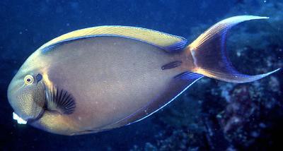 Acanthurus bariene - Bariene-Doktorfisch