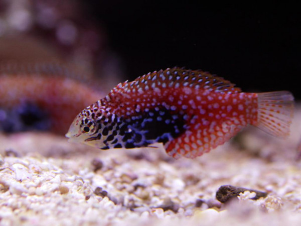 Macropharyngodon bipartitus - Diamant-Lippfisch, Malediven