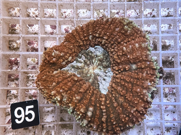 Lobophyllia spec. - Hirnkoralle ultra (95)