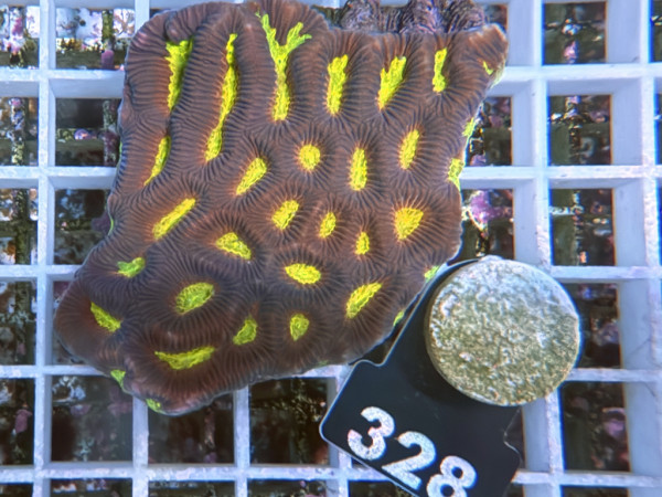 Platygyra spec. (328)
