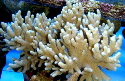Sinularia asterolobata - Bäumchensinularia