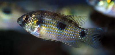 Anomalochromis thomasi - Afrikanischer Schmetterlingsbuntbarsch