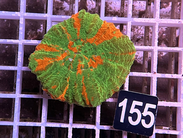 Scolymia australis - Scolymia australis ultra (155)