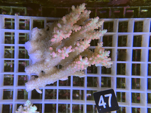 Acropora microlados - Strawberry shortcake (47)